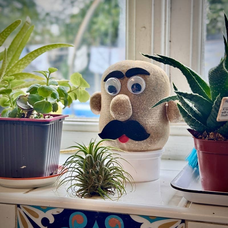 
                  
                    Grass Head – Grow Your Own Grass Hair Novelty Gift
                  
                