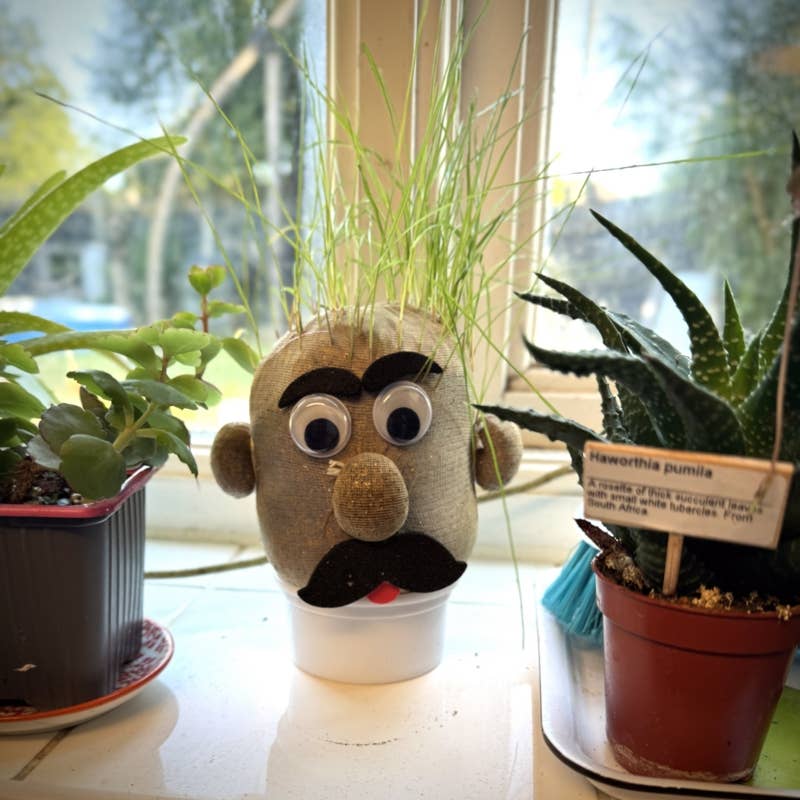 
                  
                    Grass Head – Grow Your Own Grass Hair Novelty Gift
                  
                