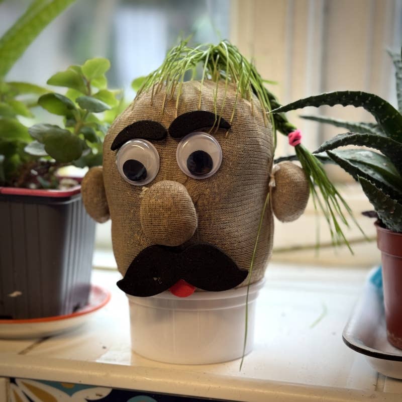 
                  
                    Grass Head – Grow Your Own Grass Hair Novelty Gift
                  
                