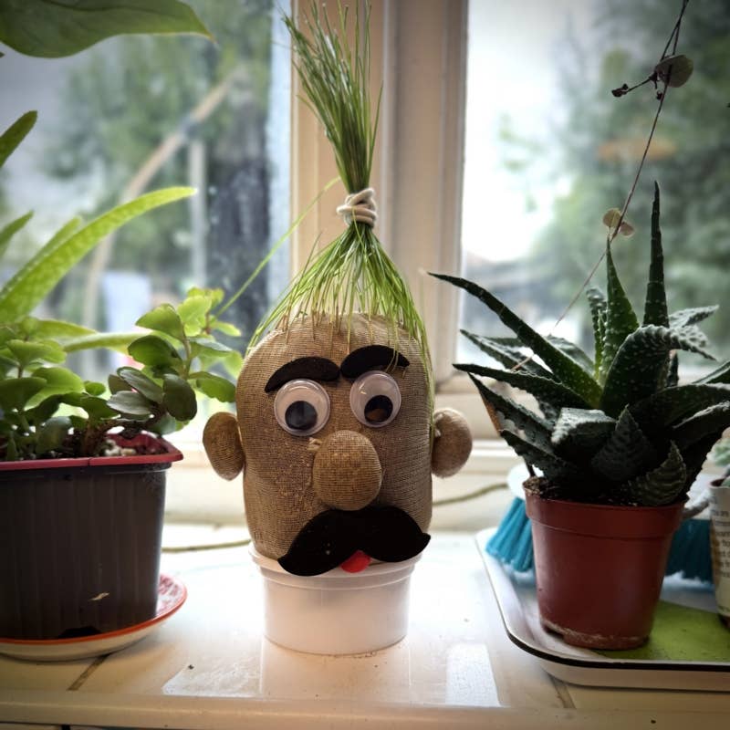 
                  
                    Grass Head – Grow Your Own Grass Hair Novelty Gift
                  
                